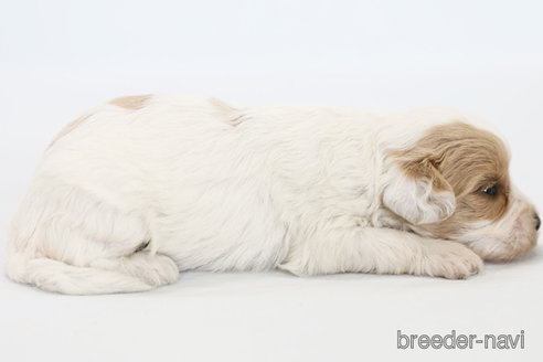 成約済の神奈川県のミックス犬-310933の4枚目